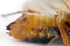 Euura krausi