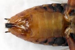 Euura krausi