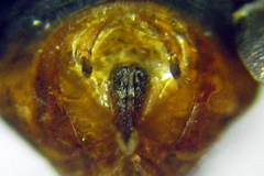 Euura krausi
