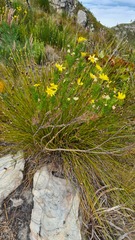 Euryops pinnatipartitus