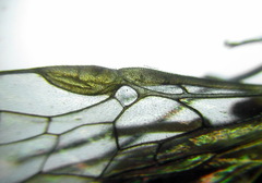 Euura krausi
