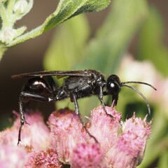 Sphecinae