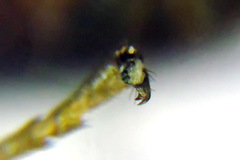 Euura krausi