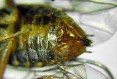 Euura krausi