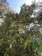 Commersonia bartramia