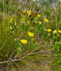 Euryops pinnatipartitus