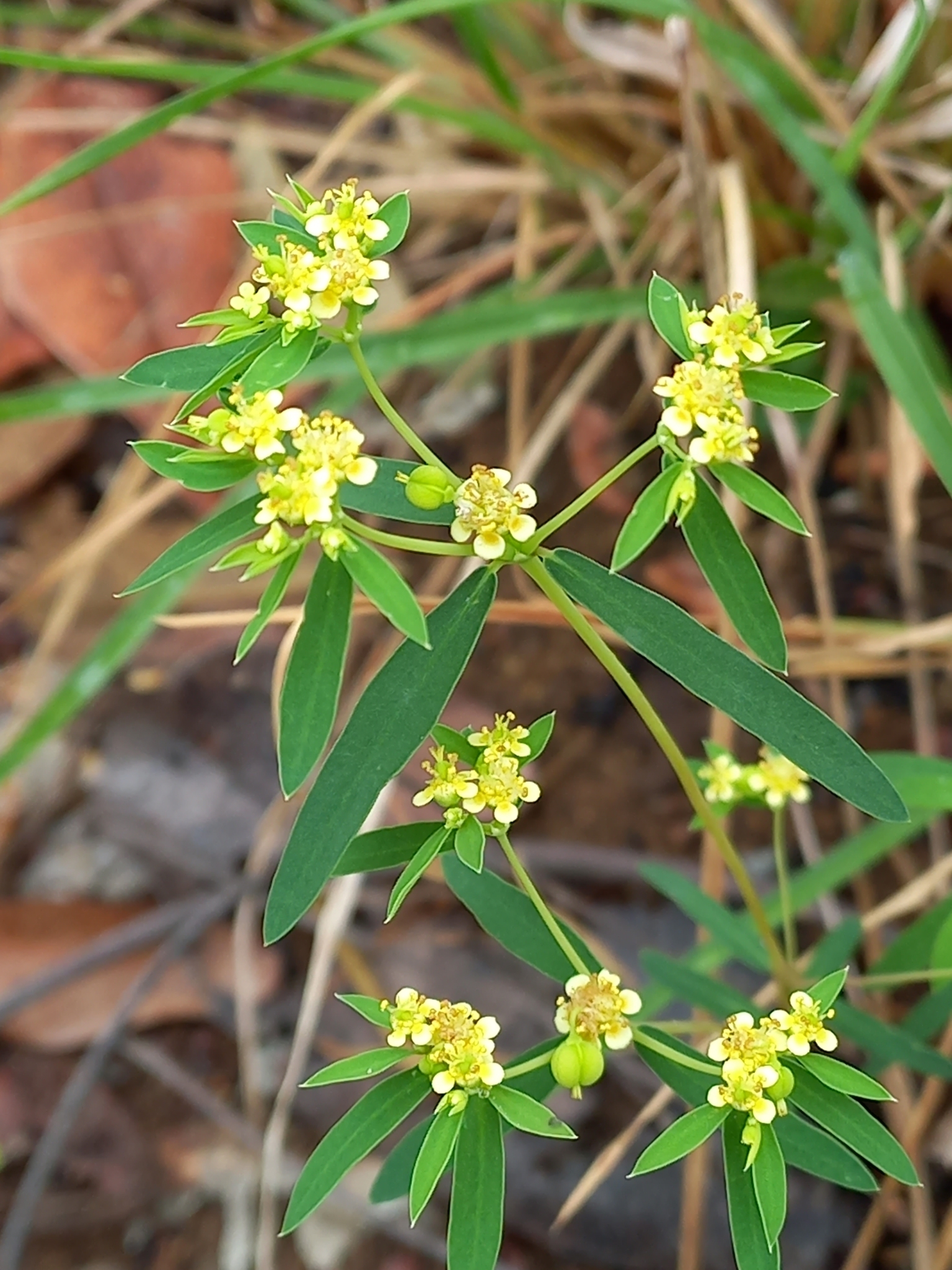 Euphorbia potentilloides