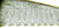 Euura krausi