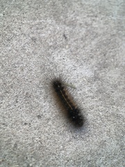 Creatonotos transiens