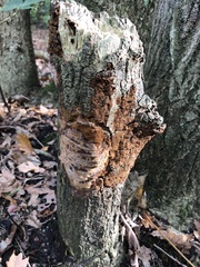 Fomitiporia punctata