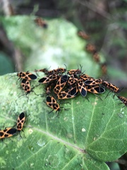 Tropidothorax sinensis