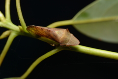 Tituria