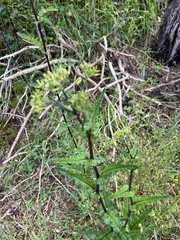 Senecio picridioides