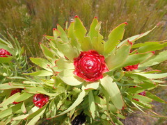 Leucadendron pubibracteolatum