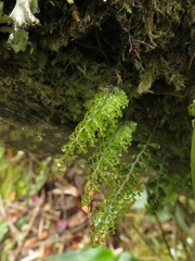 Hymenophyllum