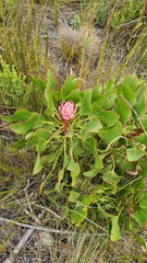 Protea cynaroides