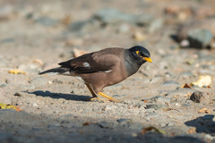 Acridotheres tristis