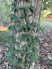 Dolichandra unguis-cati