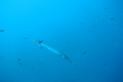 Aulostomus strigosus