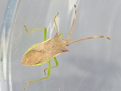 Gonocerus insidiator