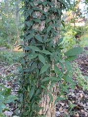 Dolichandra unguis-cati