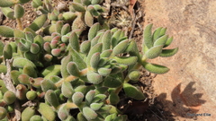 Crassula mesembryanthoides