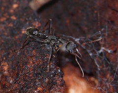 Myrmecia pyriformis