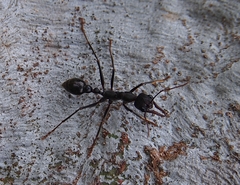 Myrmecia pyriformis