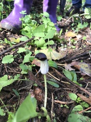 Arisarum simorrhinum