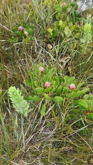 Protea cynaroides