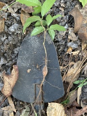 Dolichandra unguis-cati