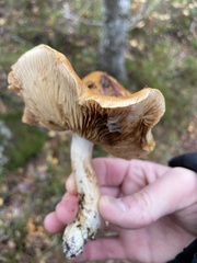Cortinarius triumphans