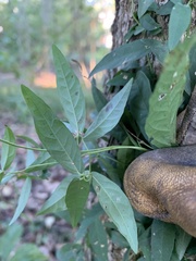 Dolichandra unguis-cati