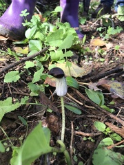 Arisarum simorrhinum