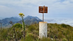 Osteospermum corymbosum