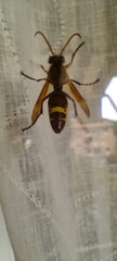Vespa orientalis