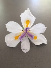 Dietes grandiflora