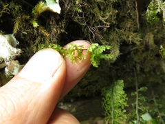 Hymenophyllum