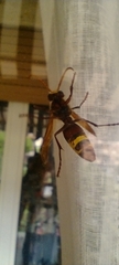 Vespa orientalis