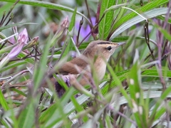 Acrocephalus bistrigiceps