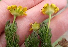 Euryops pinnatipartitus