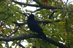 Corvus corone