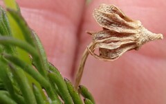 Euryops pinnatipartitus