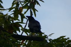 Corvus corone