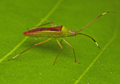 Hyalopeplus rubroclavatus