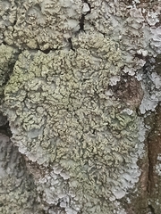 Physconia enteroxantha