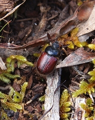 Corynophyllus fortnumi