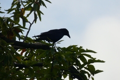 Corvus corone
