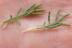 Euryops pinnatipartitus
