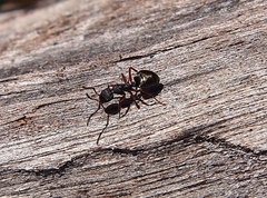Dolichoderus scabridus